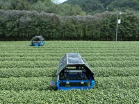 AI tea-picking robots are picking the buds of West Lake Longjing tea in a tea garden within the first-level Reserve of West Lake Origin in H...