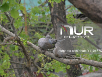 A pair of doves is sitting on a branch of a tree in Siliguri, India, on March 27, 2024. (