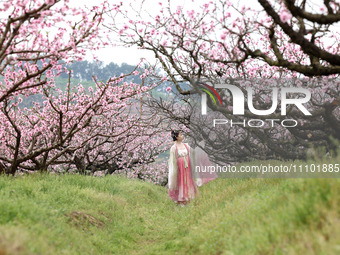 A tourist is playing among peach blossoms in full bloom in Ningde, Fujian Province, China, on March 27, 2024. (