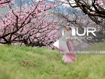 A tourist is playing among peach blossoms in full bloom in Ningde, Fujian Province, China, on March 27, 2024. (