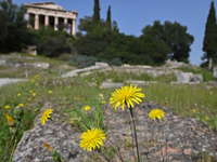 Wild flowers are blooming in front of the Temple of Hephaestus as spring arrives in the Ancient Agora in Athens, Greece, on March 27, 2024....