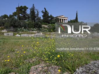 Wild flowers are blooming in front of the Temple of Hephaestus as spring arrives in the Ancient Agora in Athens, Greece, on March 27, 2024....