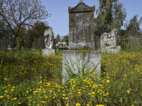 Wild flowers are blossoming with the arrival of spring in the Ancient Agora in Athens, Greece, on March 27, 2024. (