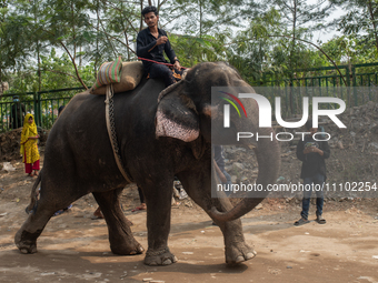 A person is riding an elephant to collect money from the market in Dhaka, Bangladesh, on March 27, 2024, after the High Court suspended the...