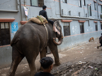 A person is riding an elephant to collect money from the market in Dhaka, Bangladesh, on March 27, 2024, after the High Court suspended the...