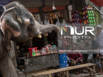 A person is collecting money from a shop using an elephant in Dhaka, Bangladesh, on March 27, 2024, after the High Court suspended the licen...