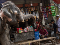 A person is collecting money from a shop using an elephant in Dhaka, Bangladesh, on March 27, 2024, after the High Court suspended the licen...
