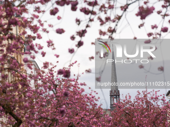 A general view of the famous pink cherry blossoms is seen in the old town of Bonn, as the blossom season arrives a bit earlier this year in...