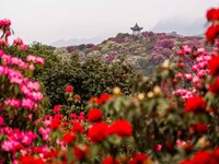 Rhododendrons are blooming at the Rhododendrons scenic spot in Bijie, Southwest China's Guizhou province, on March 27, 2024. (