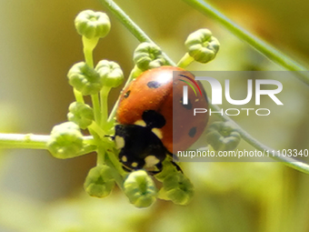 A ladybug (or ladybird beetle) sits in a field on the outskirts of the village of Ajmer, India, on 28 March 2024. (