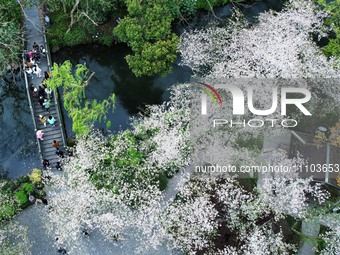 Tourists are viewing cherry blossoms in full bloom at the West Lake scenic spot in Hangzhou, East China's Zhejiang province, on March 28, 20...