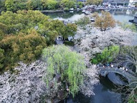 Tourists are viewing cherry blossoms in full bloom at the West Lake scenic spot in Hangzhou, East China's Zhejiang province, on March 28, 20...