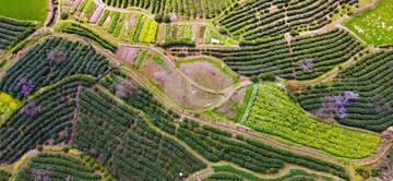 Tea Harvest in Anqing.