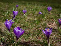 Purple crocuses are blooming in Kyiv, Ukraine, on March 28, 2024. NO USE RUSSIA. NO USE BELARUS. (