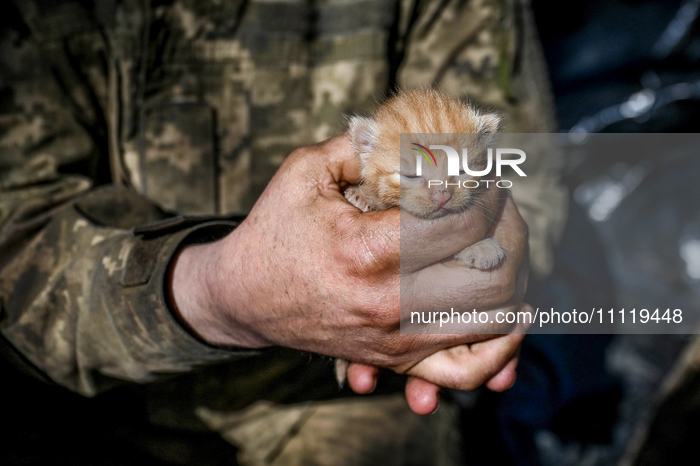 A serviceman from the 1st Tank Brigade of the Ukrainian Ground Forces is holding a ginger kitten in Ukraine, on March 31, 2024. NO USE RUSSI...