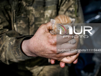 A serviceman from the 1st Tank Brigade of the Ukrainian Ground Forces is holding a ginger kitten in Ukraine, on March 31, 2024. NO USE RUSSI...