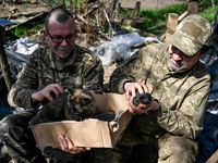 Servicemen from the 1st Tank Brigade of the Ukrainian Ground Forces are holding a cat in a cardboard box and a black kitten in Ukraine, on M...