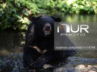 An Asian Black  Bear relaxs in the water on a hot summer day at Dusit Zoo, know as Khao Din in Bangkok, Thailand on March 17, 2016. (