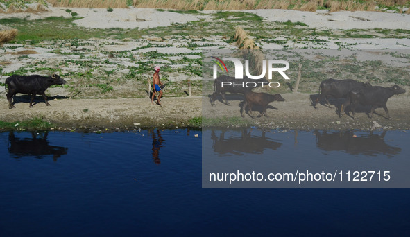 An indian buffalo shepherd feeds buffaloes on the banks of shrinked and polluted stream of Ganges river, on World Water Day,in Allahabad on...