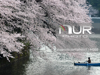 A man rides a boat in the Chidorigafuchi moat covered with petals of cherry blossoms in Tokyo, Japan April 6, 2016. (