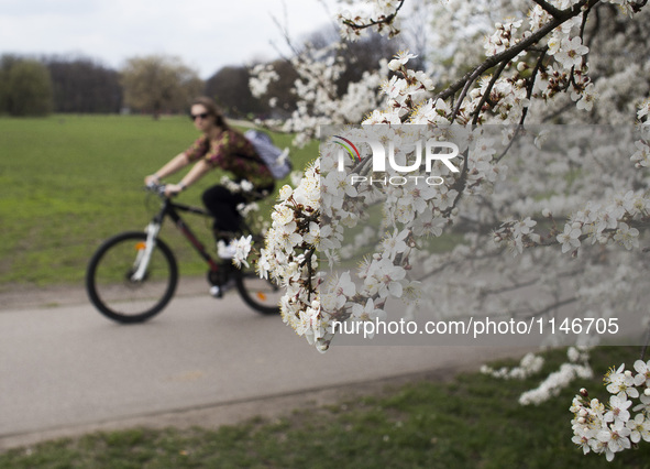 A woman riding a bicycle next to a blooming tree in Warsaw, 07 April, 2016, Poland 