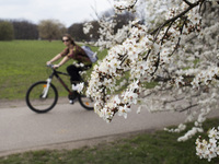 A woman riding a bicycle next to a blooming tree in Warsaw, 07 April, 2016, Poland (