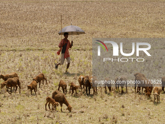 A villager stand in the shadow of his umbrella to protect him from the Sun light as he keep watches his goat herd grazing in the field  in t...