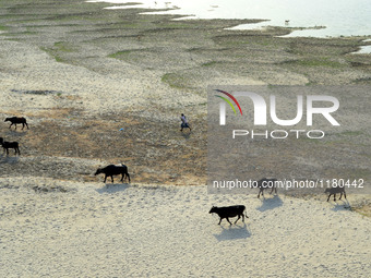 An indian shephard walks on sand,the dried and shrinked River bed of Ganges river,with his buffaloes ,during a hot day in Allahabad on April...