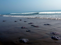 Carcass bodies of the Jelly fish lies on the eastern coast beach of the Bay of Bengal Sea at Puri-Konark marine drive, 65 km away from the e...