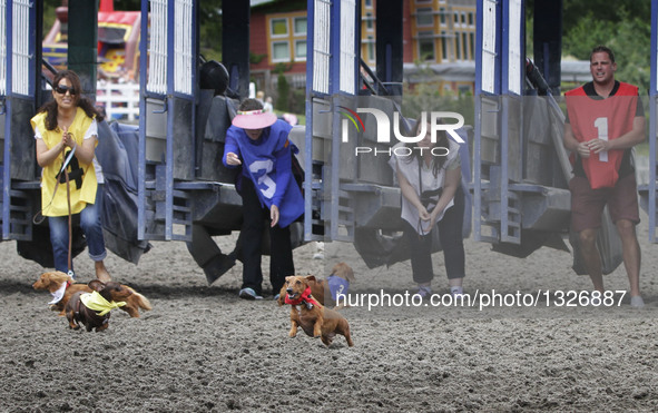Dogs participate in the Wiener Dog Championships at the Hastings Racecourse in Vancouver, Canada, July 10, 2016. More than 60 Wiener dogs to...