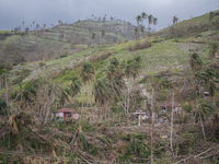 Broken trees on the mountains near Les Cayes, Haiti, on October 9, 2016.The number of people killed in Haiti by Hurricane Matthew hit 1,000...