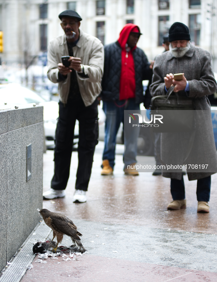 Bystanders watch as a hawk preys on a dead pigeon on a Center City Philadelphia, PA, on February  11, 2017. (Photo by Bastiaan Slabbers/NurP...