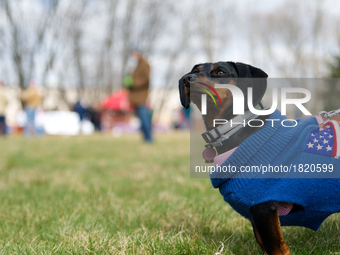 The owners of Nadja tell her name stands for Hope in German. The Weiner Dog poses here for a photo during a Pro-Trump rally in Bensalem, PA,...