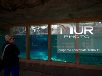 Visitors admire the outdoor polar bear exhibit on the early spring day of April 3, 2017, at the Philadelphia Zoo, in Philadelphia, PA. The p...