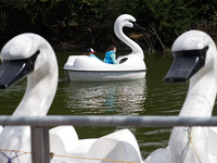 Visitors float in swan-shaped peddle-boats on an early spring day in the Philadelphia Zoo, in Philadelphia, PA, on April 3, 2017. The popula...