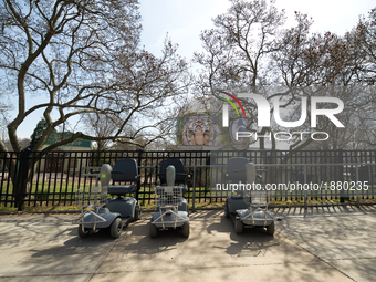 The eyes of a tiger appear behind three senior mobility scooters, parked near the entrance of the Philadelphia Zoo, on April 3, 2017. The po...