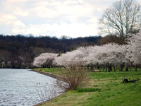 Cherry Blossoms on the Schuylkill River Banks are in full bloom as people enjoy the early spring weather, in the Fairmount Park section of P...