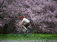 Cyclist tour along the Cherry blossoms in full bloom along Kelly Drive on the Schuylkill River Banks, in the Fairmount Park section of Phila...