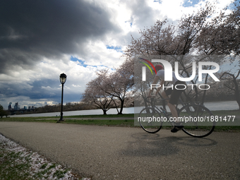 Cyclist tour along the Cherry blossoms in full bloom along Kelly Drive on the Schuylkill River Banks, in the Fairmount Park section of Phila...