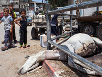 Palestinian children standing in front of several dead animals killed by an Israeli attack at the Abu Hussein school in Gaza where the Unite...