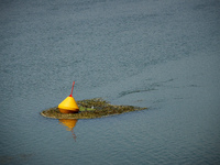 A buoy surronded by algae. Due to warm weather, low waters and intensive use of fertilizers (mainly nitrogen and phosphorus) by farmers, the...