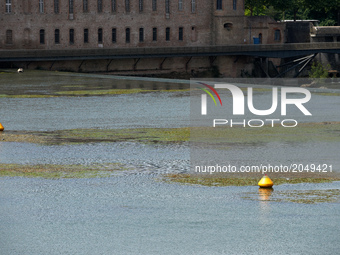 Buoys surrounded by algae. Due to warm weather, low waters and intensive use of fertilizers (mainly nitrogen and phosphorus) by farmers, the...