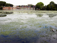 Due to warm weather, low waters and intensive use of fertilizers (mainly nitrogen and phosphorus) by farmers, the Garonne river is victim of...
