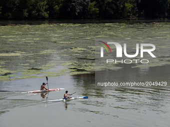 Two men practice canoe in the eutrophicated Garonne river. Due to warm weather, low waters and intensive use of fertilizers (mainly nitrogen...