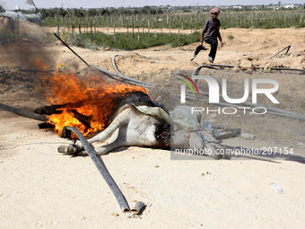 Palestinians burn the donkey, who was killed earlier by an Israeli air strike in Rafah in the southern Gaza Strip, on August 6, 2014, while...