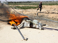 Palestinians burn the donkey, who was killed earlier by an Israeli air strike in Rafah in the southern Gaza Strip, on August 6, 2014, while...