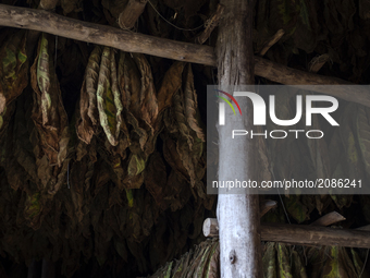 Tobacco leaves hang in a drying room near Pinar del Rio. (