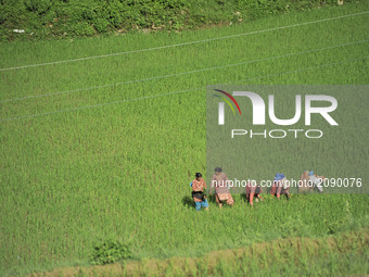 Nepalese farmer's take out the grass from the rice field at Chhampi, Patan, Nepal on Saturday, July 22, 2017.  (