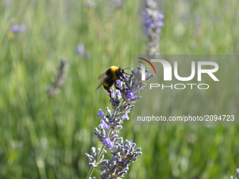 A bee collects nectar from a lavender flower at a small field during a hot summer day in Ankara, Turkey on July 25, 2017. (