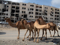 Camel walks in front of destroyed buildings in the north of Gaza City. Israel and Palestinian factions negotiating in Cairo agreed on Wednes...